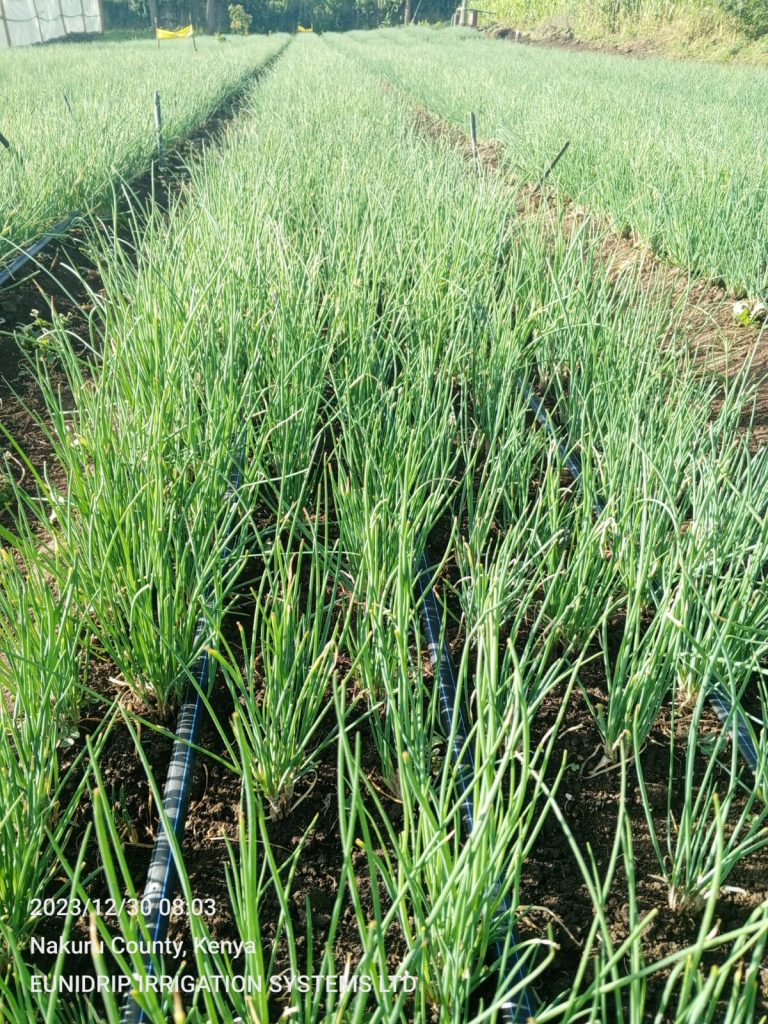 Chives Exporters in Kenya