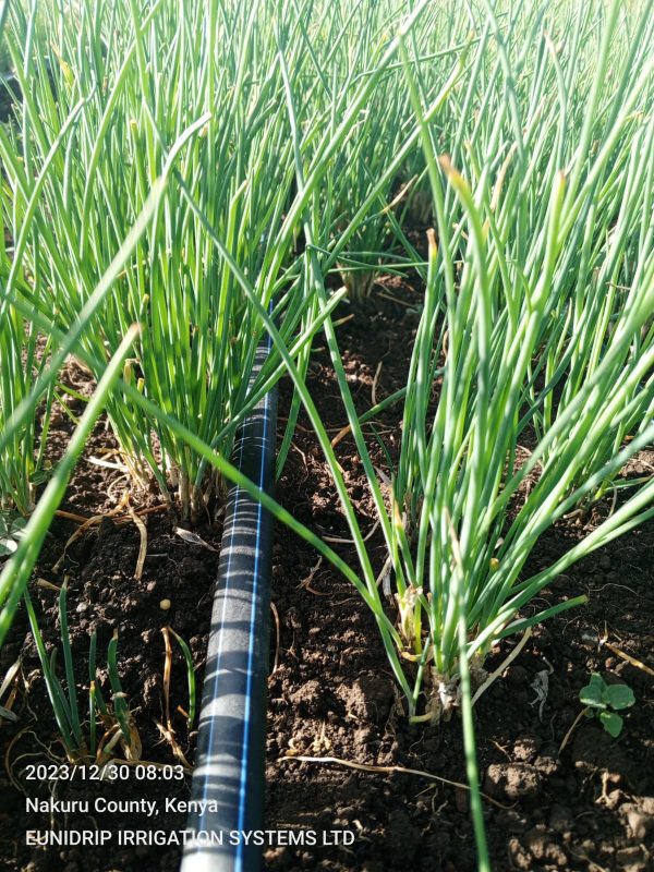 Chives for sale in Kenya